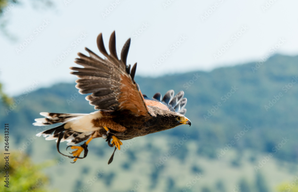 Obraz premium orzeł w locie