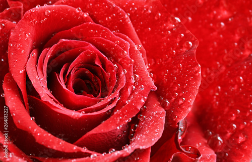 Closeup of red rose flower