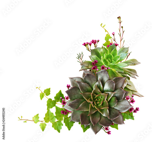 Succulent flowers and ivy leaves in a corner composition