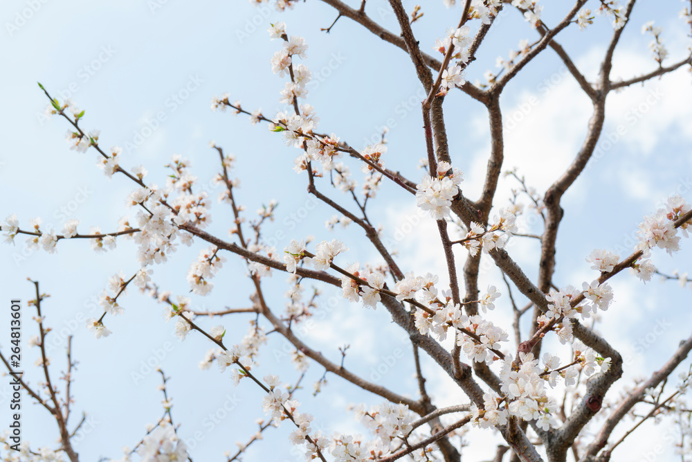 Spring flowering of apricot tree. Background for a festive wedding card and wedding invitation. Spring flowering of apricot tree. Background for a festive wedding card and wedding invitation.