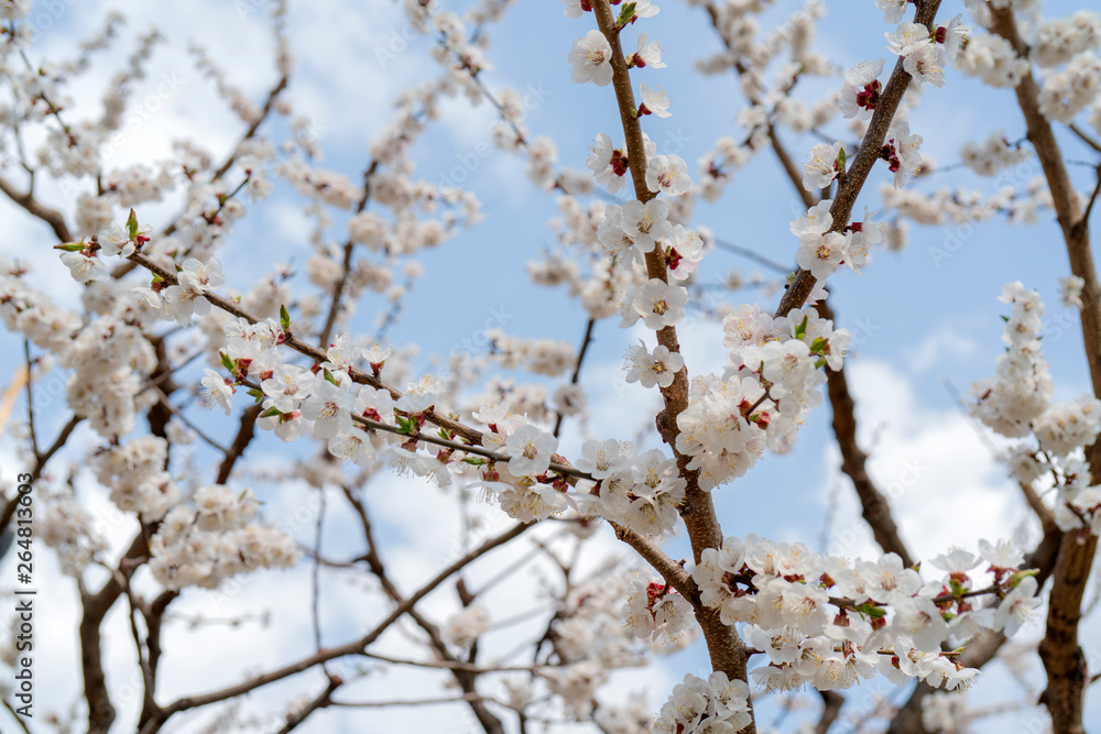Spring flowering of apricot tree. Background for a festive wedding card and wedding invitation. Spring flowering of apricot tree. Background for a festive wedding card and wedding invitation.