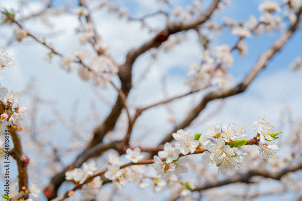 Spring flowering of apricot tree. Background for a festive wedding card and wedding invitation. Spring flowering of apricot tree. Background for a festive wedding card and wedding invitation.