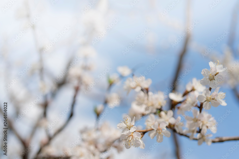 Spring flowering of apricot tree. Background for a festive wedding card and wedding invitation. Spring flowering of apricot tree. Background for a festive wedding card and wedding invitation.