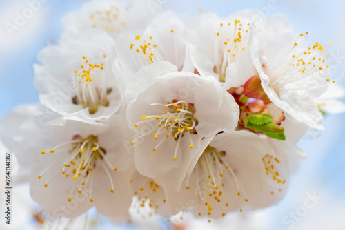 Spring flowering of apricot tree. Background for a festive wedding card and wedding invitation.