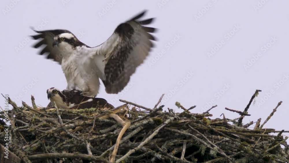 Osprey Birds Mating in Nest Part 4 Male and female ending, slow motion Osprey Birds Mating in Nest Part 4 Male and female ending, slow motion