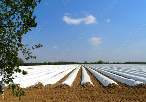 Spargel Feld Brandenburg