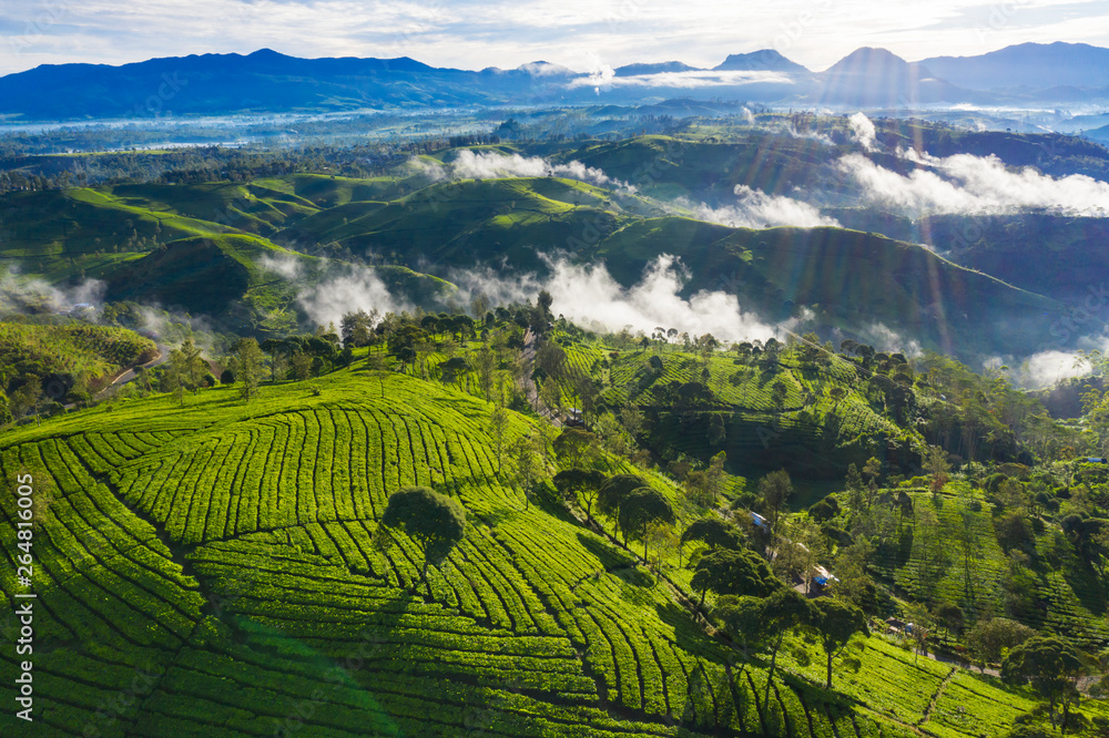 Beautiful landscape of tea plantation at morning