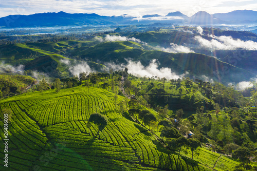 Beautiful landscape of tea plantation at morning