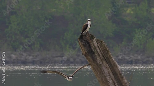 Osprey Bird Flying in Front of another Osprey perched on a Tree stump on the river