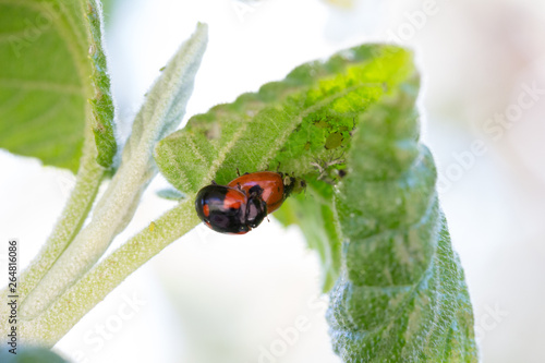 two ladybug caught in a special moment upside down underneath a leaf