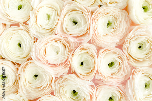 Bouquet of a lot of ranunculus pink color close up. Flat lay  top view. Ranunculus flower texture. 