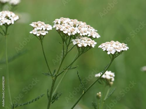 Schafgarbe - Achillea millefolium