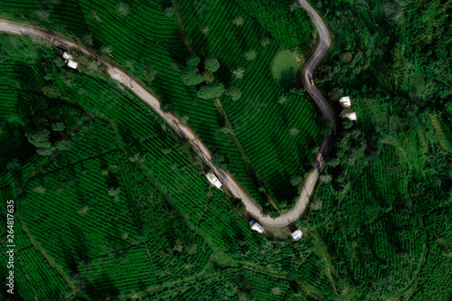 Beautiful tea plantation with road at morning