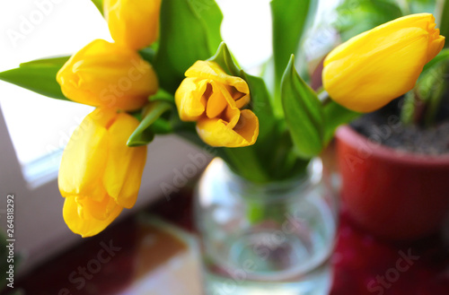 yellow tulip photo