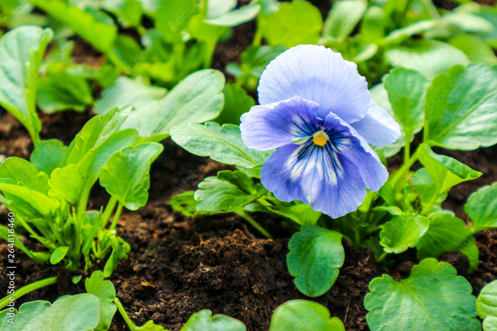 spring blue pansy flower on the flowerbed in the garden closeup spring blue pansy flower on the flowerbed in the garden closeup