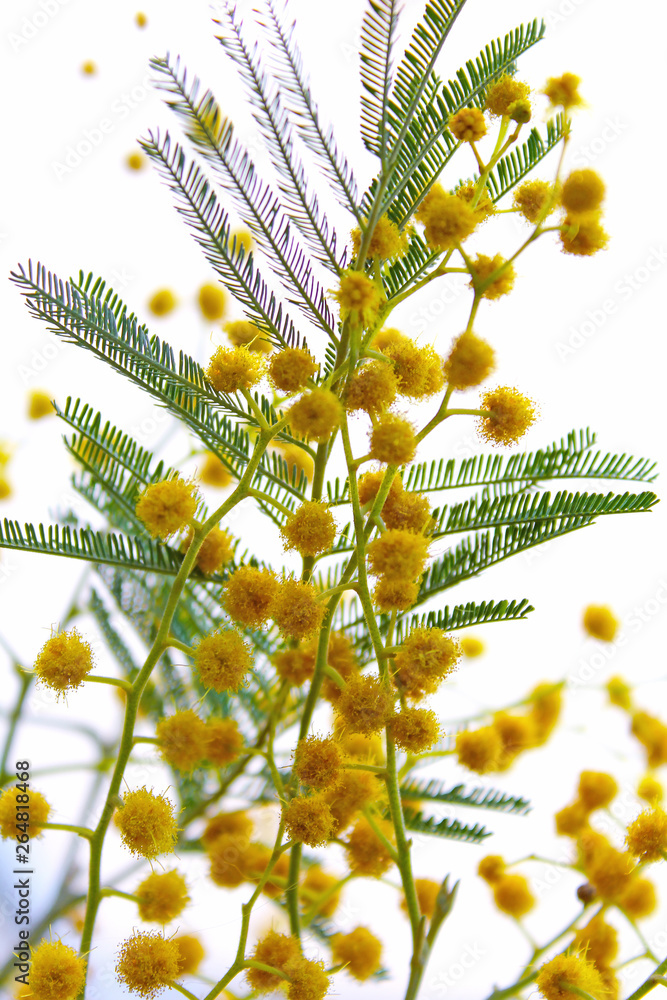 spring yellow mimosa flowers
