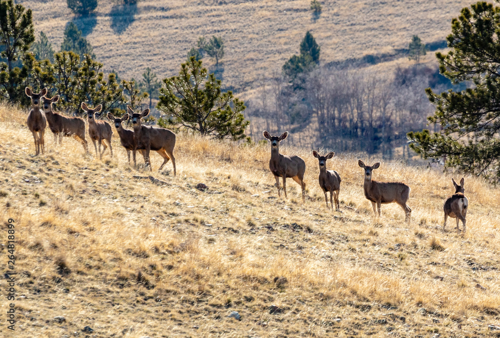 Naklejka premium Beautiful Herd of Mule Deer