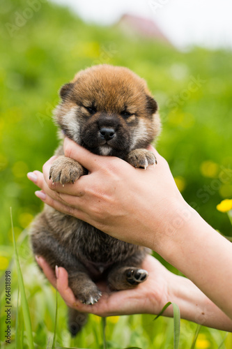 Close-up Portrait of lovely two weeks old shiba inu puppy in the hands of the owner in the buttercup meadow