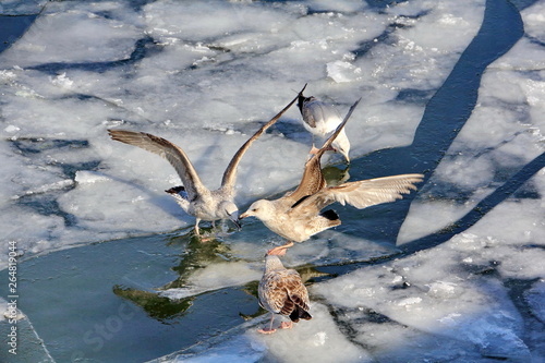 Seagulls flaunt their wings in front of each other