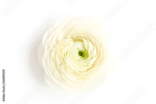 Bud buttercup flowers ranunculus  isolated on white background