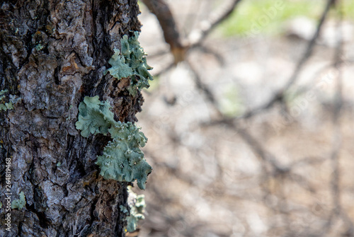 Lichen on Pinion Tree
