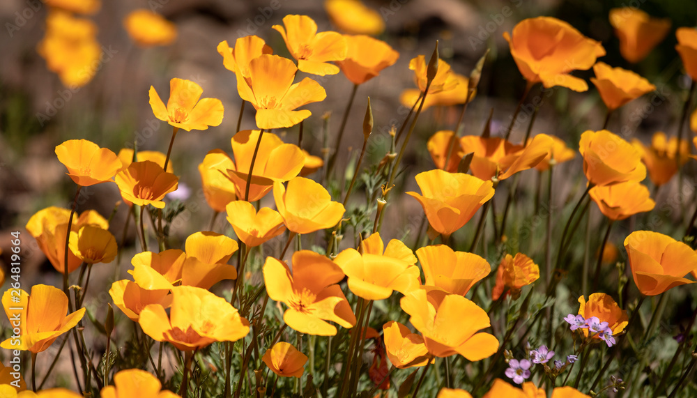 Poppies Poppies