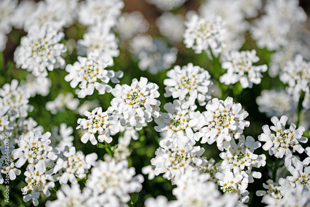 Blühende Schleifenblumen, Iberis Blühende Schleifenblumen, Iberis
