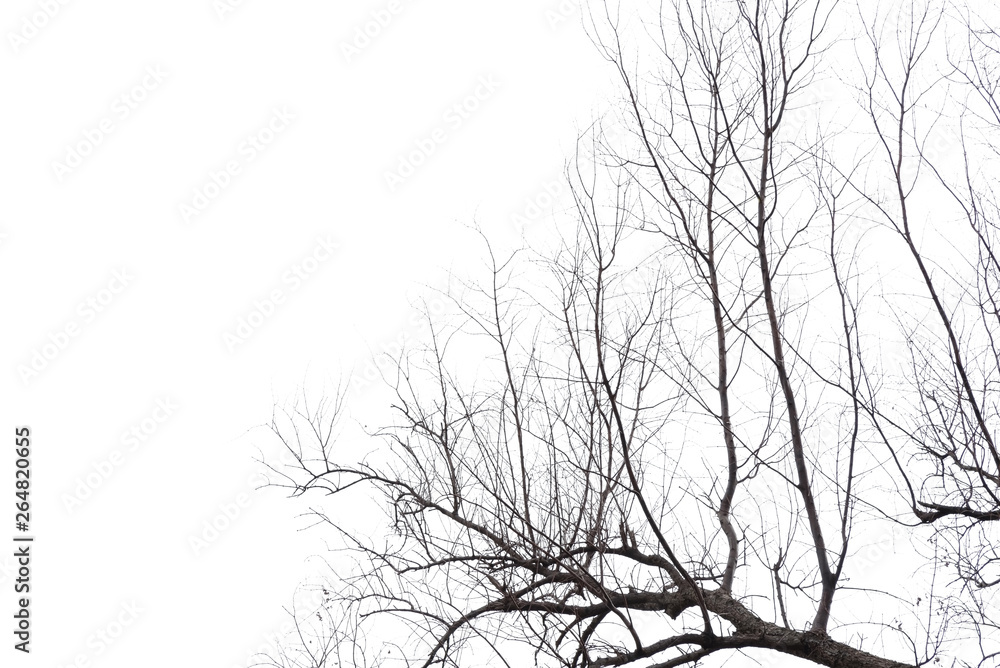 Obraz premium tree branch silhouette photography , white background