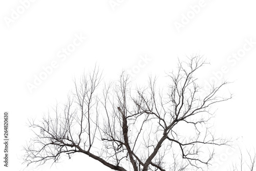 tree branch silhouette photography   white background