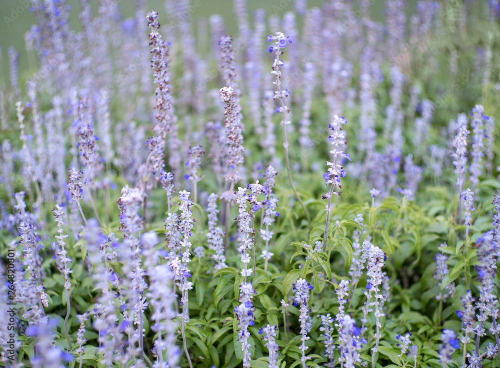 Obraz premium focus on lavender flower in flower garden