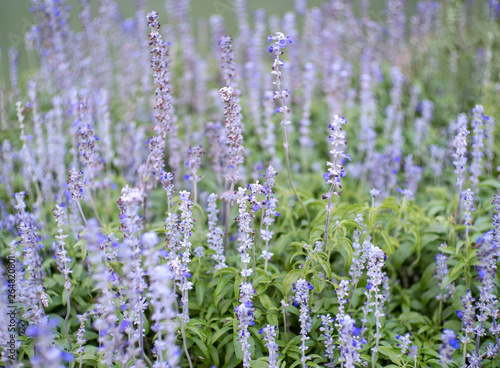  focus on lavender flower in flower garden