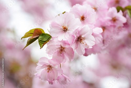 Spring cherry blossoms in the city garden
