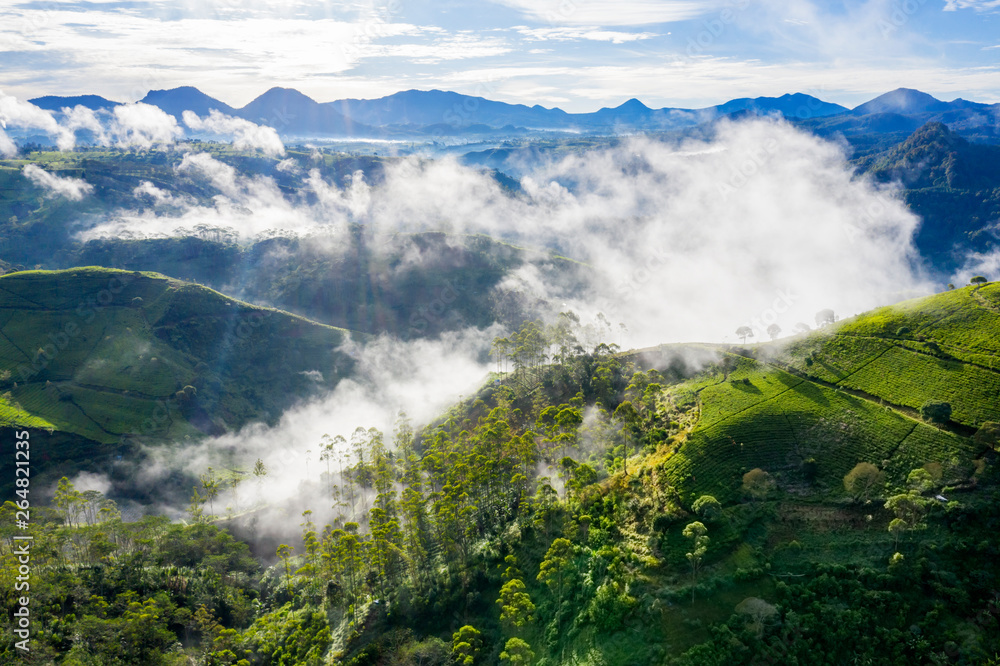 Misty morning above tea plantation highland Misty morning above tea plantation highland