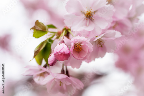 Spring cherry blossoms in the city garden