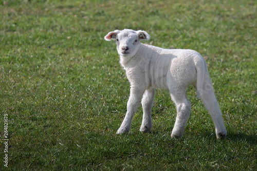 ein junges weißes Schaf von Texel
