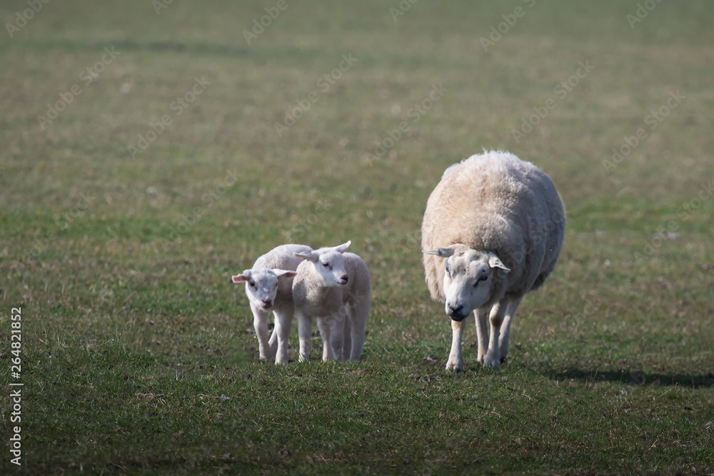 Obraz premium Mutter Schaf mit jungen weißen Schafe auf Texel