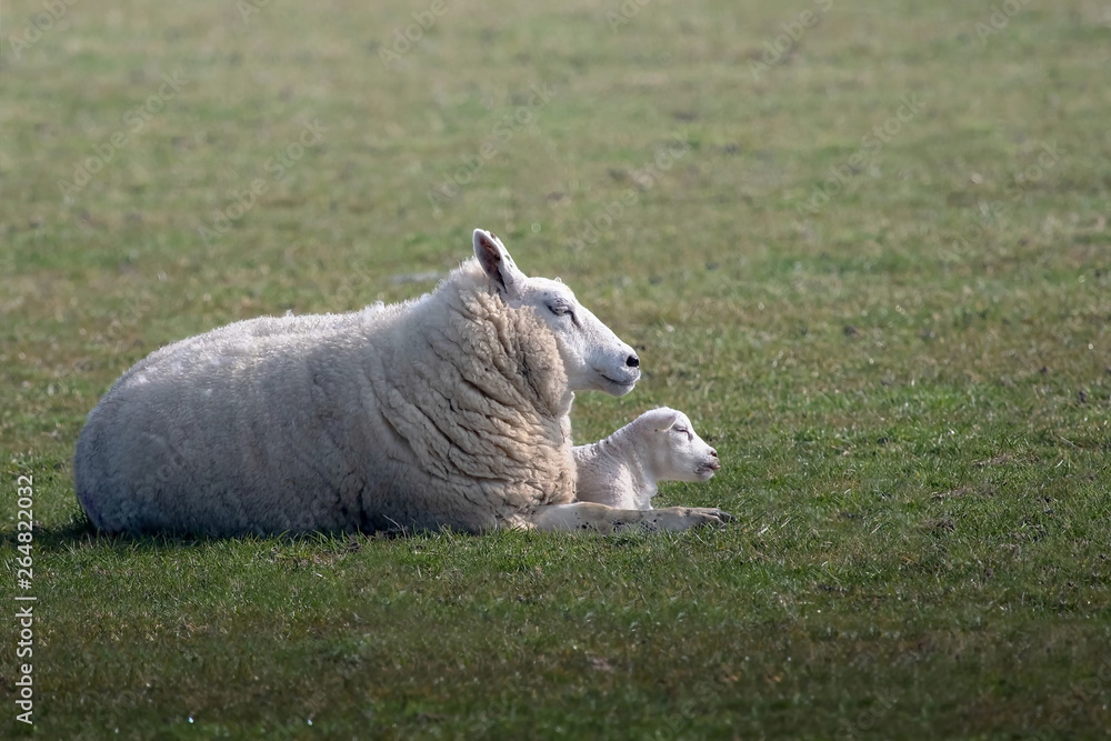 Obraz premium Mutter Schaf mit jungem weißen Schaf auf Texel