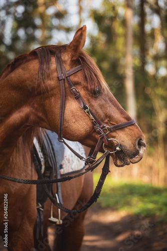 Fototapeta Naklejka Na Ścianę i Meble -  trakehner stallion in the forest