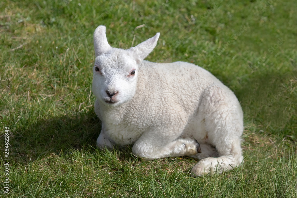 ein junges weißes Schaf von Texel ein junges weißes Schaf von Texel