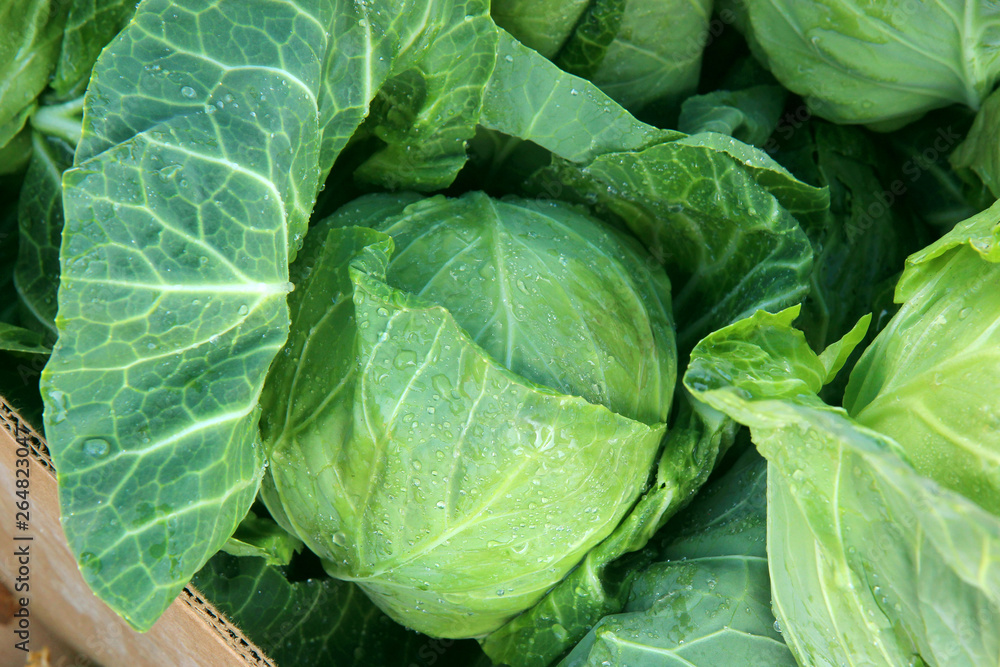 fresh green cabbage. Pile of cabbages in the market fresh green cabbage. Pile of cabbages in the market