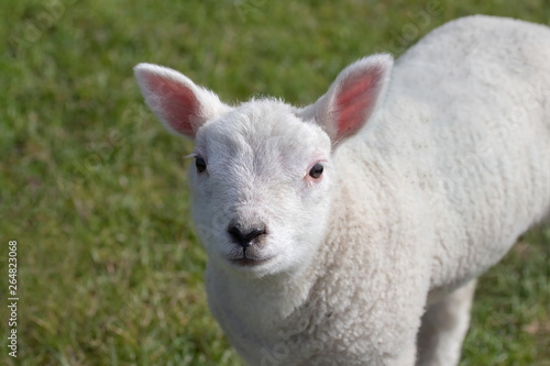 ein junges weißes Schaf von Texel