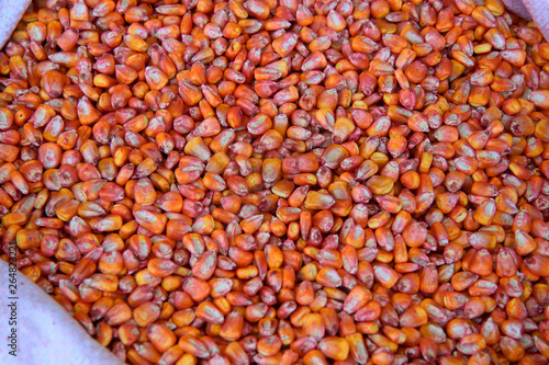 chemically treated corn maize crop seed ready for seeding 