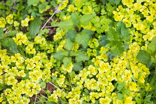 Fresh green Stinging nettle background