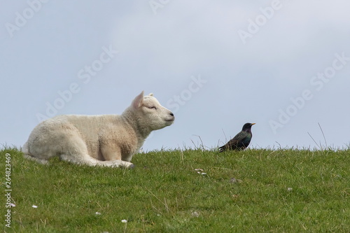 junges weißes Schaf im Blick mit einem Star auf Texel © Marlene