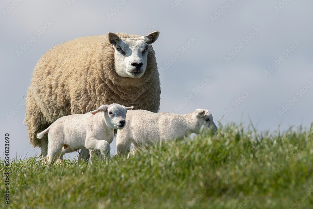 Fototapeta premium Mutter Schaf mit jungen weißen Schafe auf Texel