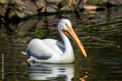 reat white pelican,Pelecanus onocrotalus, eastern white pelican, rosy pelican or white pelican is a bird in the pelican family summer