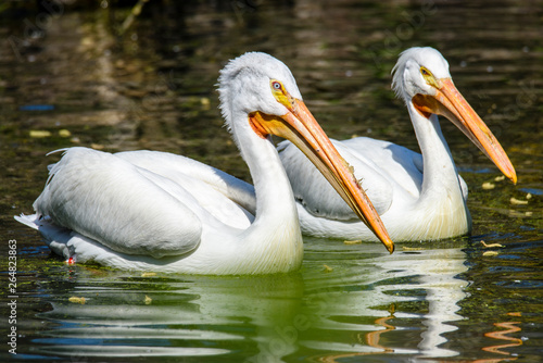 reat white pelican,Pelecanus onocrotalus, eastern white pelican, rosy pelican or white pelican is a bird in the pelican family summer