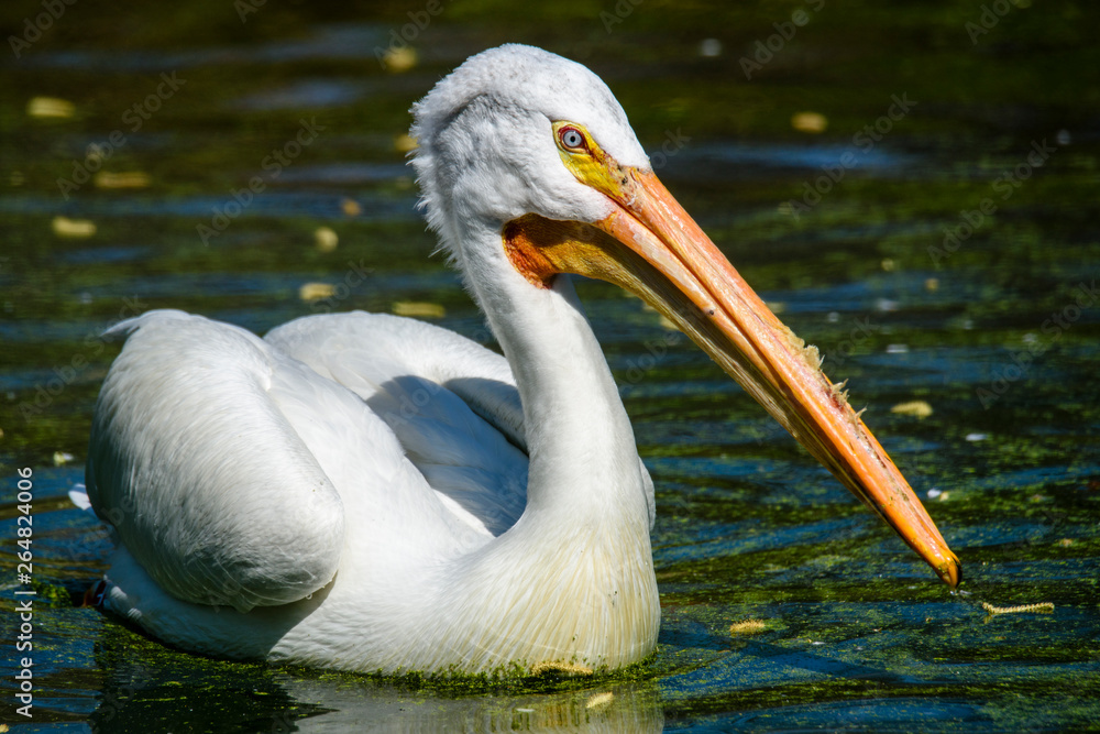 reat white pelican,Pelecanus onocrotalus, eastern white pelican, rosy pelican or white pelican is a bird in the pelican family summer reat white pelican,Pelecanus onocrotalus, eastern white pelican, rosy pelican or white pelican is a bird in the pelican family summer