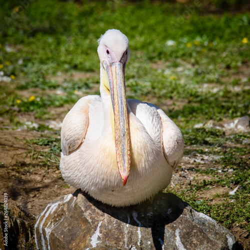 reat white pelican,Pelecanus onocrotalus, eastern white pelican, rosy pelican or white pelican is a bird in the pelican family summer photo