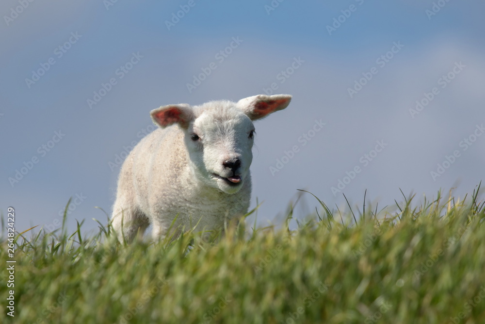 ein junges weißes Schaf von Texel